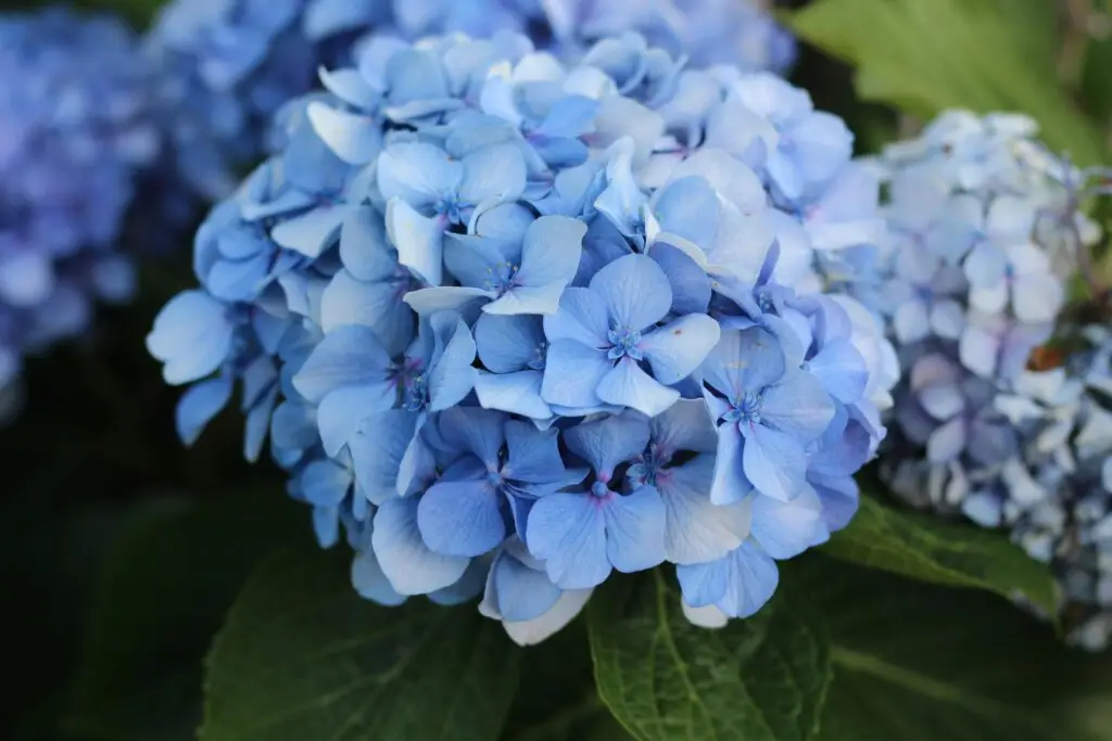 Hydrangea Flower
