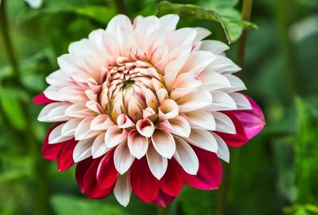 Dahlia flower