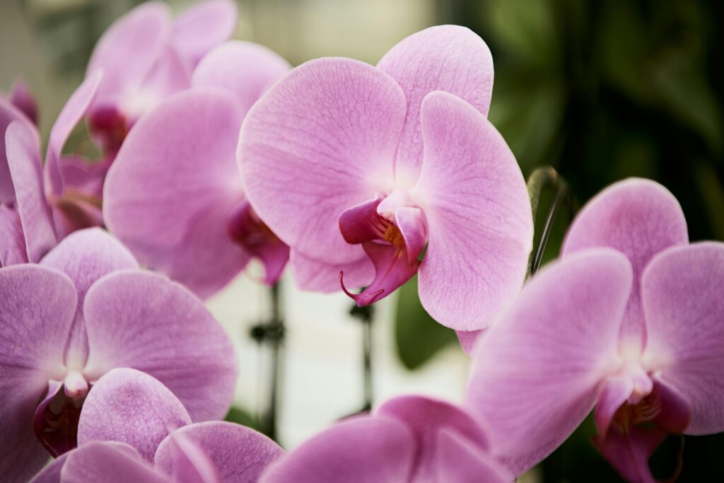 Orchid Flower