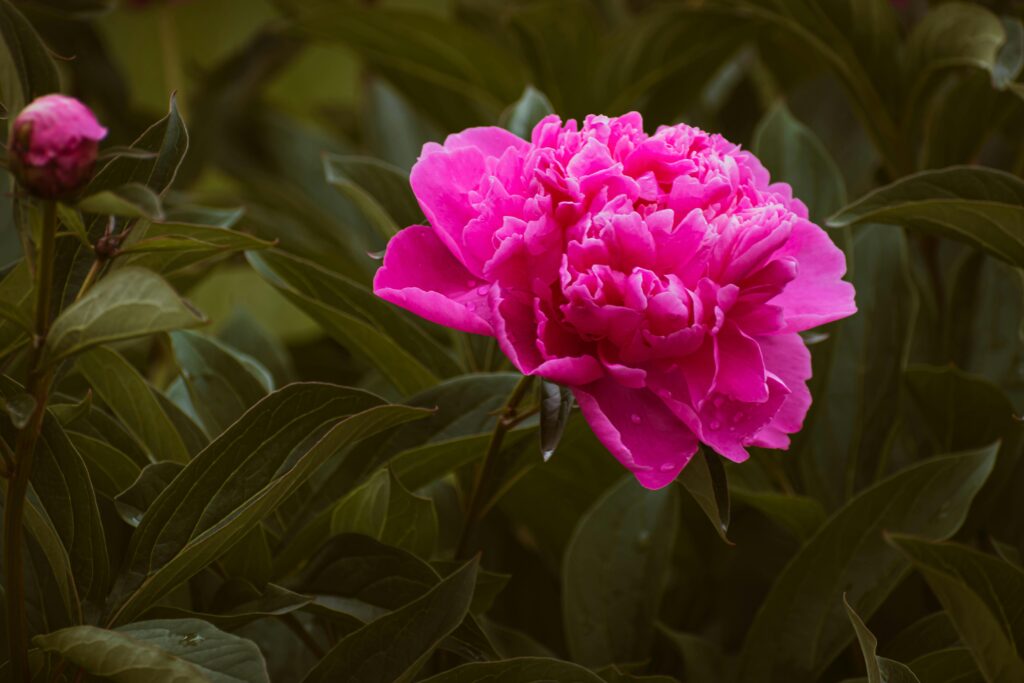 Peony flower