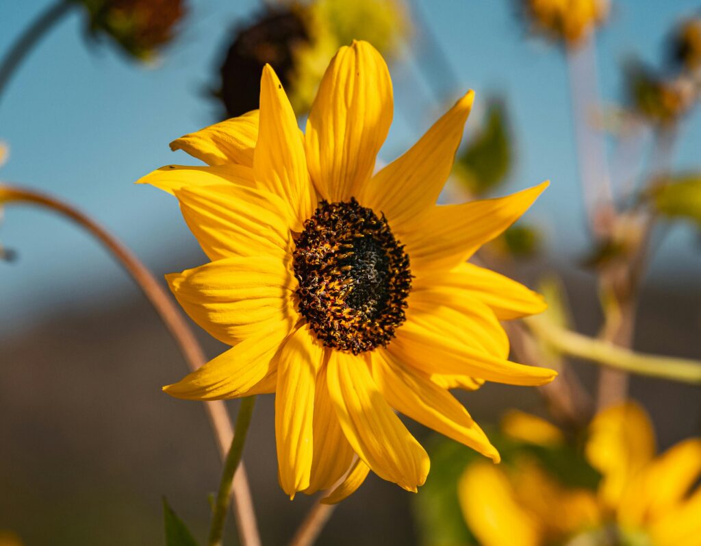 Sunflower