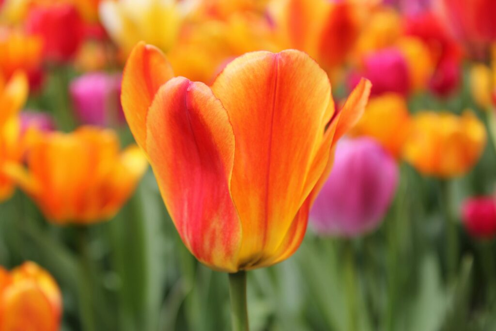Tulip Flower